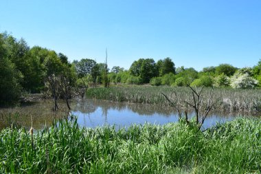 Ormanın arka planında yeşil çimenleri olan gölet ve güneşli bir günde ağaçlar.