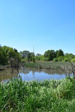 Yazın güzel gölü