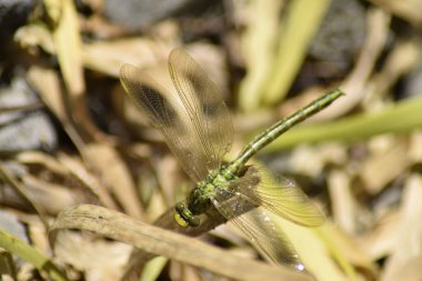 emperor dragonfly in the swampland  clipart