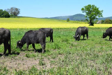İnekler güneşli bir günde yeşil çayırlarda