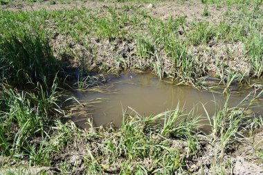 Bataklık içinde su