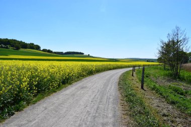 Sarı tecavüz ve mavi gökyüzü olan güzel bir manzara.