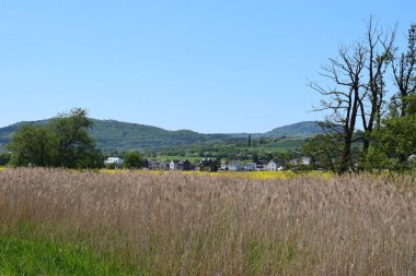 Çimen tarlası ve bulutlu gökyüzü olan güzel bir manzara.