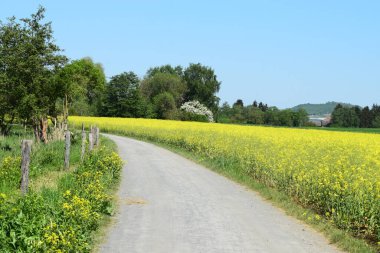 İlkbaharda sarı kolza tohumu tarlalarının güzel manzarası