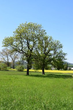 Bir ağaç bahar manzara