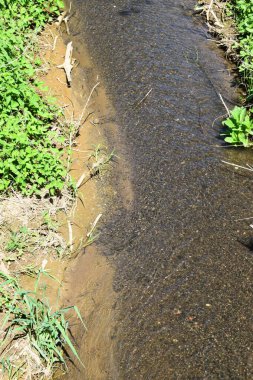 Nehir ormanda akıyor.