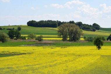 Buğday tarlası ve mavi gökyüzü olan güzel bir manzara.