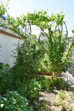 Bahçedeki yeşil bitkiler