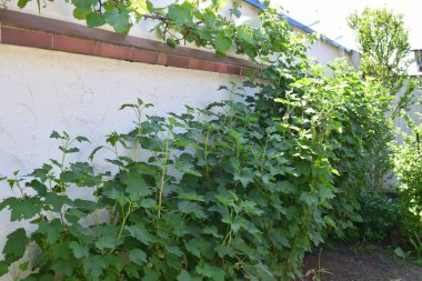 Bahçedeki sarmaşık