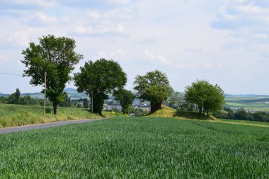 Kırsal yol manzarası ve tarladaki ağaçlar.