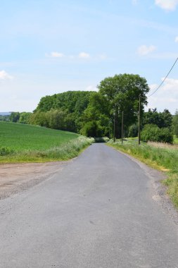 Yazın yeşil çimenli ve ağaçlı kır yolu