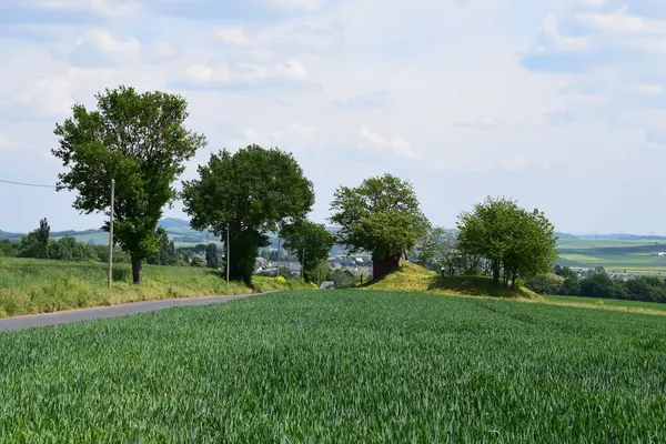 Kırsal yol manzarası ve tarladaki ağaçlar.