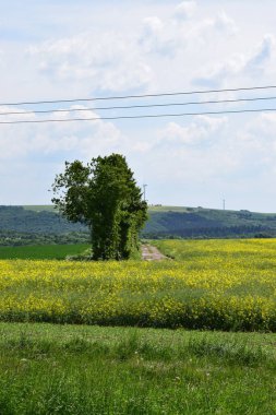 Sarı kolza tohumu tarlası ve mavi gök