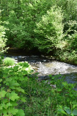 Ormanda güzel bir şelale