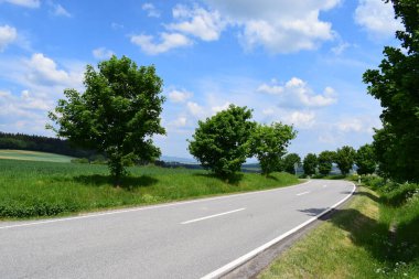 Ormanın güzel manzarası