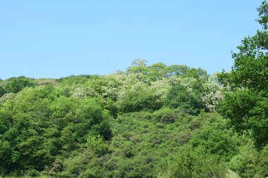 yeşil orman ve mavi gökyüzü