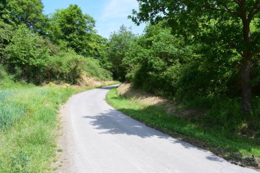 Güneşli bir günde, yeşil ormanda güzel bir yol.