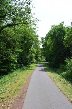 yol boyunca yeşil orman