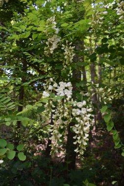 Ormanda beyaz çiçekler