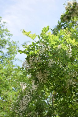 Bahçedeki yeşil ağaç dalları
