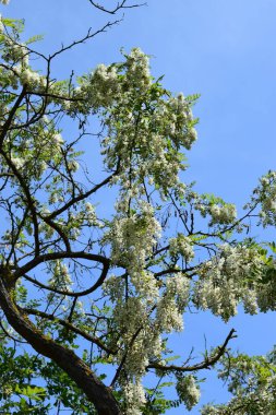 Mavi gökyüzü arka planı olan ağaç dalı