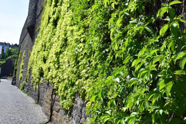 Doğada güzel yeşil bitkiler