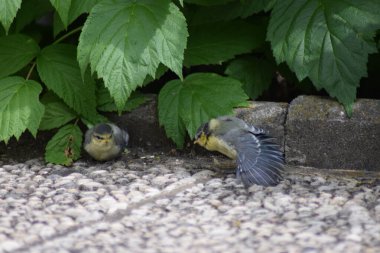 Tohum yiyen iki gri kuş.
