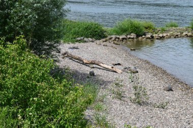 Dalgalı nehir kıyısı