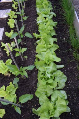 Bahçede marul yetişiyor.