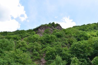 Ormanın güzel manzarası