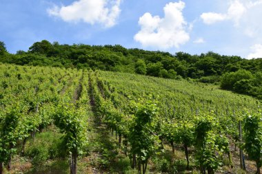 Güneşli bir günde üzüm bağı
