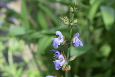 Bahçedeki güzel çiçekler
