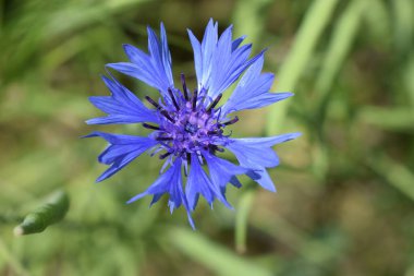 beautiful cornflower, centaurea anus