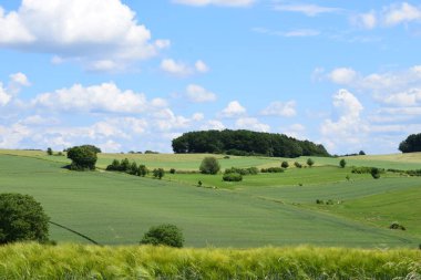 Güzel mavi gökyüzü ile yaz tarlasında manzara