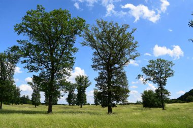 Parktaki yeşil ağaçlar