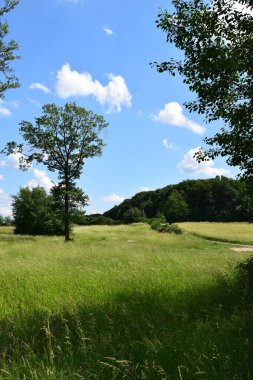 Yeşil alan ve ağaçlar