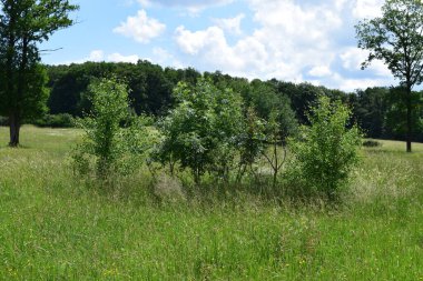Yaz aylarında güzel yeşil çayır