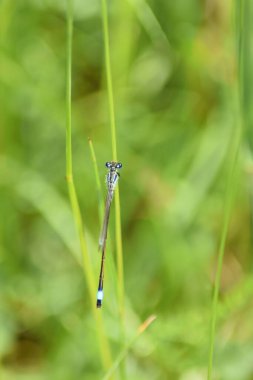 Yeşil çimlerin üzerinde yusufçuk