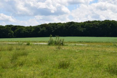 Yeşil çimenli bir arazi.