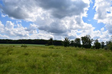 yeşil tarla ve mavi gökyüzü