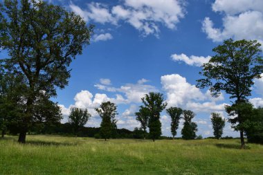 Güneşli bir günde parkta yeşil çimenler.
