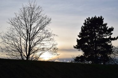 Ormanın güzel manzarası