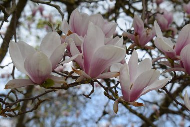 Bahar mevsiminde açan manolya çiçekleri, çiçekli arka plan, doğada güzel çiçekler.