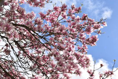 İlkbaharda kiraz çiçeği