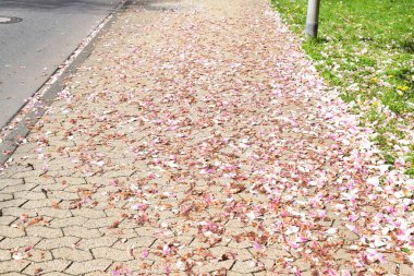 Parktaki güzel çiçekler.