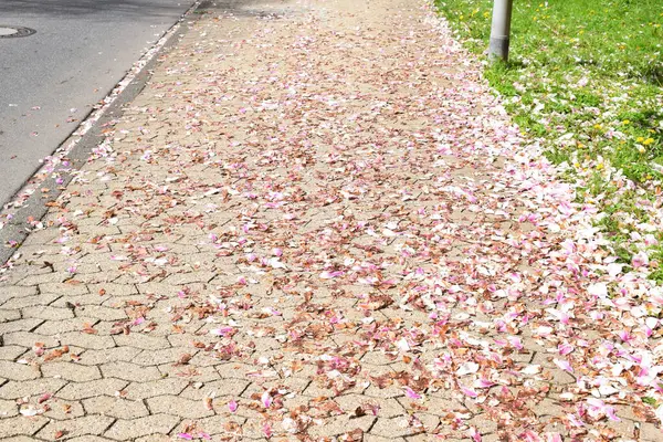 Parktaki güzel çiçekler.