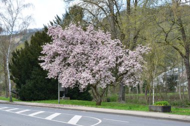 Parkın güzel manzarası