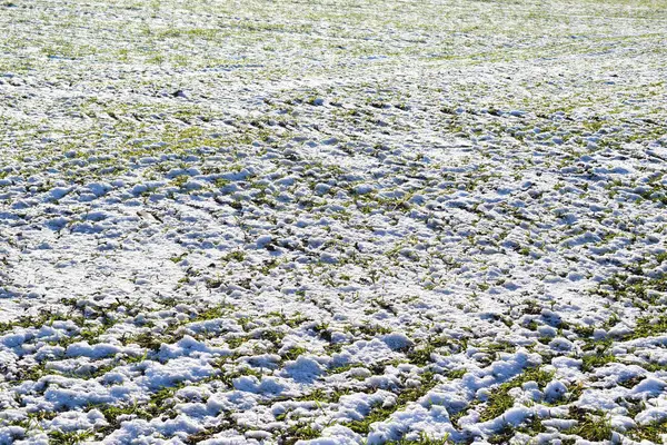 Karla kaplı tarla çok karlı.