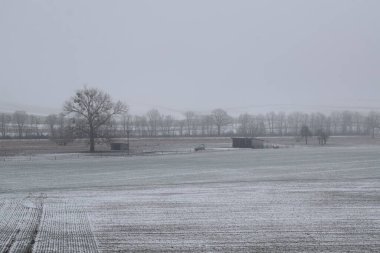 winter landscape with a field of trees clipart