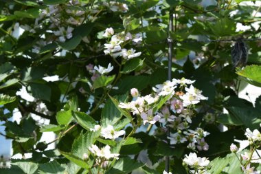 Beyaz böğürtlen çiçekleri üzerinde arı